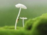 晶莹剔透的蘑菇