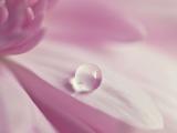 粉色晶莹的水珠