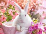 花丛中的小白兔