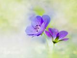 梦幻紫色花朵