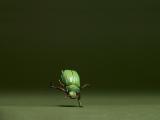 甲壳虫跳舞