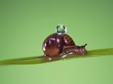 慢吞吞的蜗牛