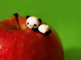 爱吃苹果的熊猫