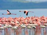 观鸟天堂肯尼亚纳库鲁湖