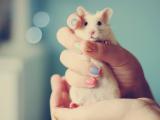 可爱小白鼠