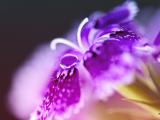 紫色花瓣上的露珠