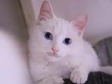 白色小猫