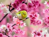 樱花丛中的小鸟