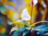叶子上的白色蝴蝶