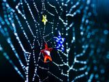 蜘蛛网上的星星