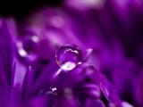 紫色花叶上的水珠