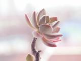 粉红宝石花