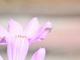 粉色花卉上的昆虫