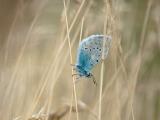 青色蝴蝶
