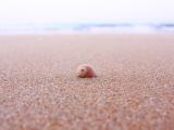 唯美海滩上的贝壳