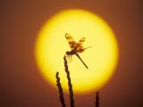夕阳下的蜻蜓