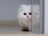 可爱的小白猫