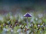 雨露下的蘑菇