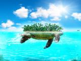 海龟上的小岛