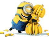 拥抱香蕉的小黄人