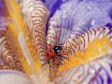彩色花瓣上的瓢虫