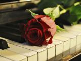 钢琴键上的玫瑰花