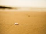 沙滩的孤单贝壳