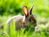 草地上的小灰兔