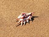 沙滩上的小海螺