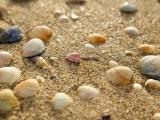 沙滩上的坚硬贝壳
