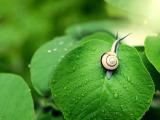 雨后绿叶上的蜗牛