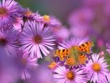 紫色花朵中的橙色蝴蝶
