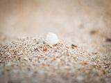 沙滩里的白色贝壳