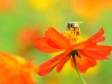 花卉中辛勤的蜜蜂
