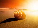 海滩上的大海螺