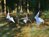 渴望飞翔的纸鹤