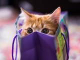 袋子里的猫咪