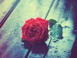 雨中带刺玫瑰