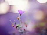 唯美紫色花朵