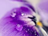 紫色花瓣上的唯美水珠