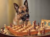 下国际象棋的小狗