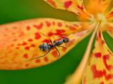 花瓣上的蚂蚁