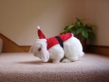 可爱的圣诞兔