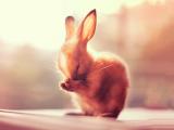 正在祈祷的小兔子
