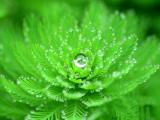 绿色植物上的小水珠