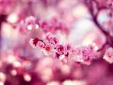 美丽的粉色樱花