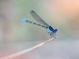 枝干上的蓝色蜻蜓