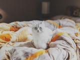 床上的白猫