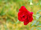 唯美红玫瑰