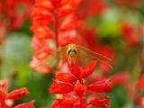 红色花卉上的蜻蜓